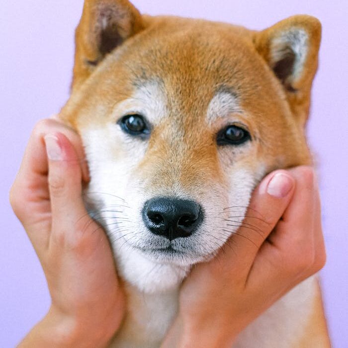 Person Touching The Face of a Brown and White Short Coated Dog